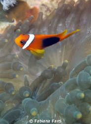 Clowfish by Fabiana Farci 
